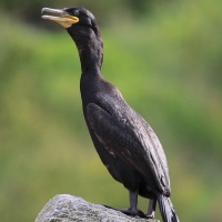 Kormoran czubaty - Phalacrocorax aristotelis - European Shag