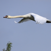 Łabędź niemy - Cygnus olor - Mute Swan