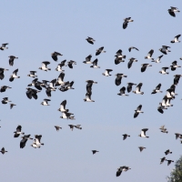 Czajka - Vanellus vanellus - Northern Lapwing