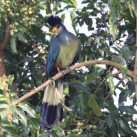 Szyszak - Corythaeola cristata - Great Blue Turaco