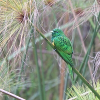 Kukułeczka złocista - Chrysococcyx cupreus - African Emerald Cuckoo