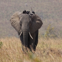 Słoń afrykański - Loxodonta africana -  African savanna elephant 
