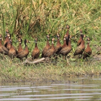 Drzewica białolica - Sarkidiornis melanotos - White-faced Whistling Duck