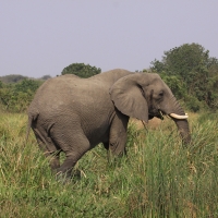 Słoń afrykański - Loxodonta africana -  African savanna elephant 
