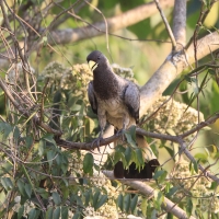 Hałaśnik bury - Crinifer zonurus - Eastern Grey Plantain-eater
