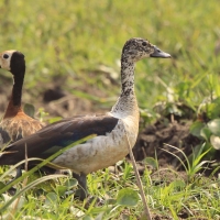 Dziwonos - Sarkidiornis melanotos - Comb Duck