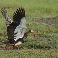 Gęsiec - Plectropterus gambensis - Spur-winged Goose