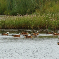 Kazarka szarogłowa - Tadorna cana - South African Shelduck