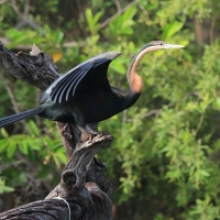 Wężówka afrykańska - Anhinga rufa - African Darter