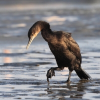 Kormoran przylądkowy - Phalacrocorax capensis - Cape Cormorant