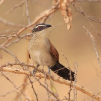 Kukal białobrewy - Centropus superciliosus - White-browed Coucal