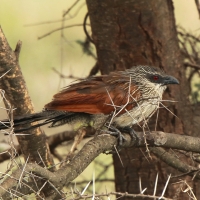 Kukal białobrewy - Centropus superciliosus - White-browed Coucal