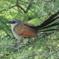 Kukal białobrewy - Centropus superciliosus - White-browed Coucal