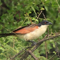 Kukal miedzianosterny - Centropus cupreicaudus - Coppery-tailed Coucal