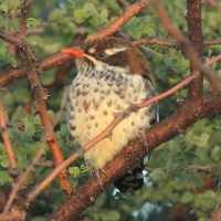 Kukułeczka pstra - Chrysococcyx caprius - Diederick Cuckoo