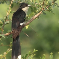 Kukułka czarno-biała - Clamator jacobinus - Jacobin Cuckoo