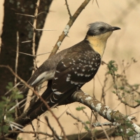 Kukułka czubata - Clamator glandarius - Great Spotted Cuckoo