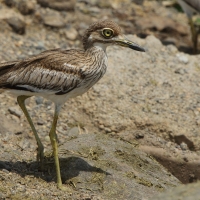 Kulon nadwodny - Burhinus vermiculatus - Water Thick-knee