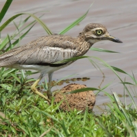 Kulon nadwodny - Burhinus vermiculatus - Water Thick-knee