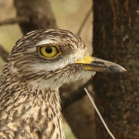 Kulon plamisty - Burhinus capensis - Spotted Thick-knee