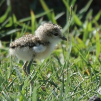 Sieweczka piaskowa - Charadrius pecuarius - Kittlitz's Plover