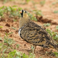 Stepówka czarnolica - Pterocles decoratus  - Black-faced Sandgrouse