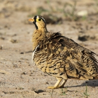 Stepówka czarnolica - Pterocles decoratus  - Black-faced Sandgrouse