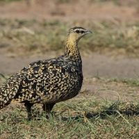 Stepówka żółtogardła - Pterocles gutturalis - Yellow-throated Sandgrouse