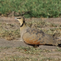 Stepówka żółtogardła - Pterocles gutturalis - Yellow-throated Sandgrouse