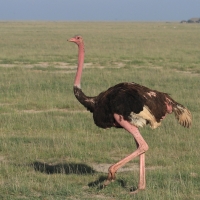 Struś czerwonoskóry - Struthio camelus - Common Ostrich