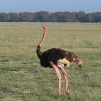 Struś czerwonoskóry - Struthio camelus - Common Ostrich