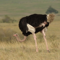 Struś czerwonoskóry - Struthio camelus - Common Ostrich