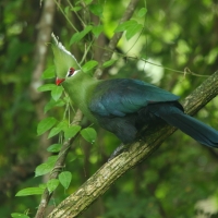 Turak ostroczuby - Tauraco livingstonii - Livingstone's Turaco
