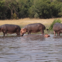Hipopotam w Parku Narodowym Murchison Falls.