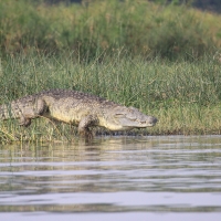 Krokodyl nilowy w Parku Narodowym Murchison Falls.