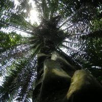 W dżungli nad rzeką Semliki.