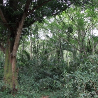 W dżungli nad rzeką Semliki.