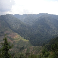 Bwindi Impenetrable Forest - widoczna granica parku.