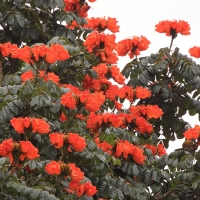 Kwitnące drzewo na wyspie jeziora Bunyonyi.