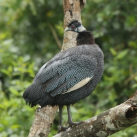 Perlica czubata - Guttera pucherani - Kenya Guineafowl