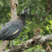 Perlica czubata - Guttera pucherani - Kenya Guineafowl