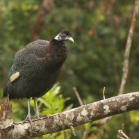 Perlica czubata - Guttera pucherani - Kenya Guineafowl