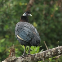 Perlica czubata - Guttera pucherani - Kenya Guineafowl