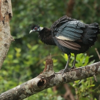 Perlica czubata - Guttera pucherani - Kenya Guineafowl