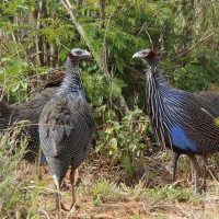 Perlica sępa - Acryllium vulturinum - Vulturine Guineafowl