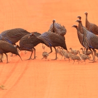 Perlica sępa - Acryllium vulturinum - Vulturine Guineafowl