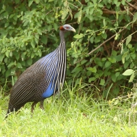 Perlica sępa - Acryllium vulturinum - Vulturine Guineafowl