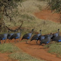 Perlica sępa - Acryllium vulturinum - Vulturine Guineafowl