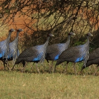 Perlica sępa - Acryllium vulturinum - Vulturine Guineafowl