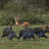 Perlica sępa - Acryllium vulturinum - Vulturine Guineafowl